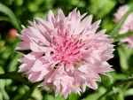 Saatgut Kornblume Rosa - Centaurea cyanus "Tom Pouce Pink"