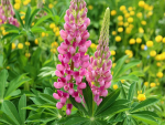 Rosa Stauden Lupine - Lupinus 