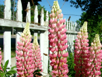 Lupine Russel 'Gallery Rosa' - Lupinus polyphyllus