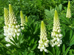 Saatgut Stauden Lupine Weiss - Lupinus "Russell"