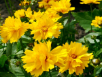 Hohes Goldgelbes Mädchenauge - Coreopsis grandiflora 'Mayfield Giants'