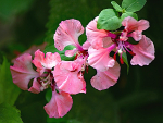 Mandelröschen gefüllte Prachtmischung - Clarkia unguiculata