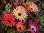 Saatgut Mittagsblume - Mesembryanthemum MIX