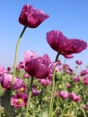 Mohn - Papaver somniferum ‘Lilac Single - Hungarian Blue"