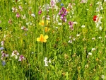 Natur-Refugium - Tracht und Wildblumenmischung