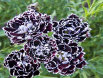 Chineser-Nelke -  Dianthus heddewigii - Black & White