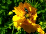 Chilenische Nelkenwurz 'Goldball' - Geum chiloense
