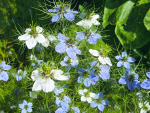 Jungfer im Grünen - Nigella damascena 