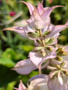 Saatgut Muskateller Salbei - Salvia sclarea "Arterner"