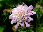 Japanische Berg-Skabiose Scabiosa japonica 