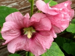 Gewöhnliche Stockrose Rosa - Alcea rosea