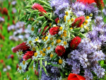 Trockenblumen-Mischung
