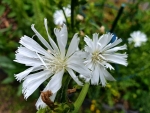 Saatgut Wegwarte Weiß - Cichorium intybus
