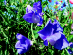 Saatgut Duftwicke 'Blue' - Lathyrus odoratus
