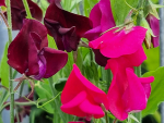 Saatgut Duftwicke - Lathyrus odoratus 'Red Mix'