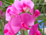 Saatgut Rosa Duftwicke - Lathyrus odoratus 'Rose'
