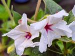 Saatgut Wilde Wunderblume - Mirabilis longiflora