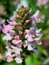 Saatgut Ziest - Stachys x "Summer Crush"